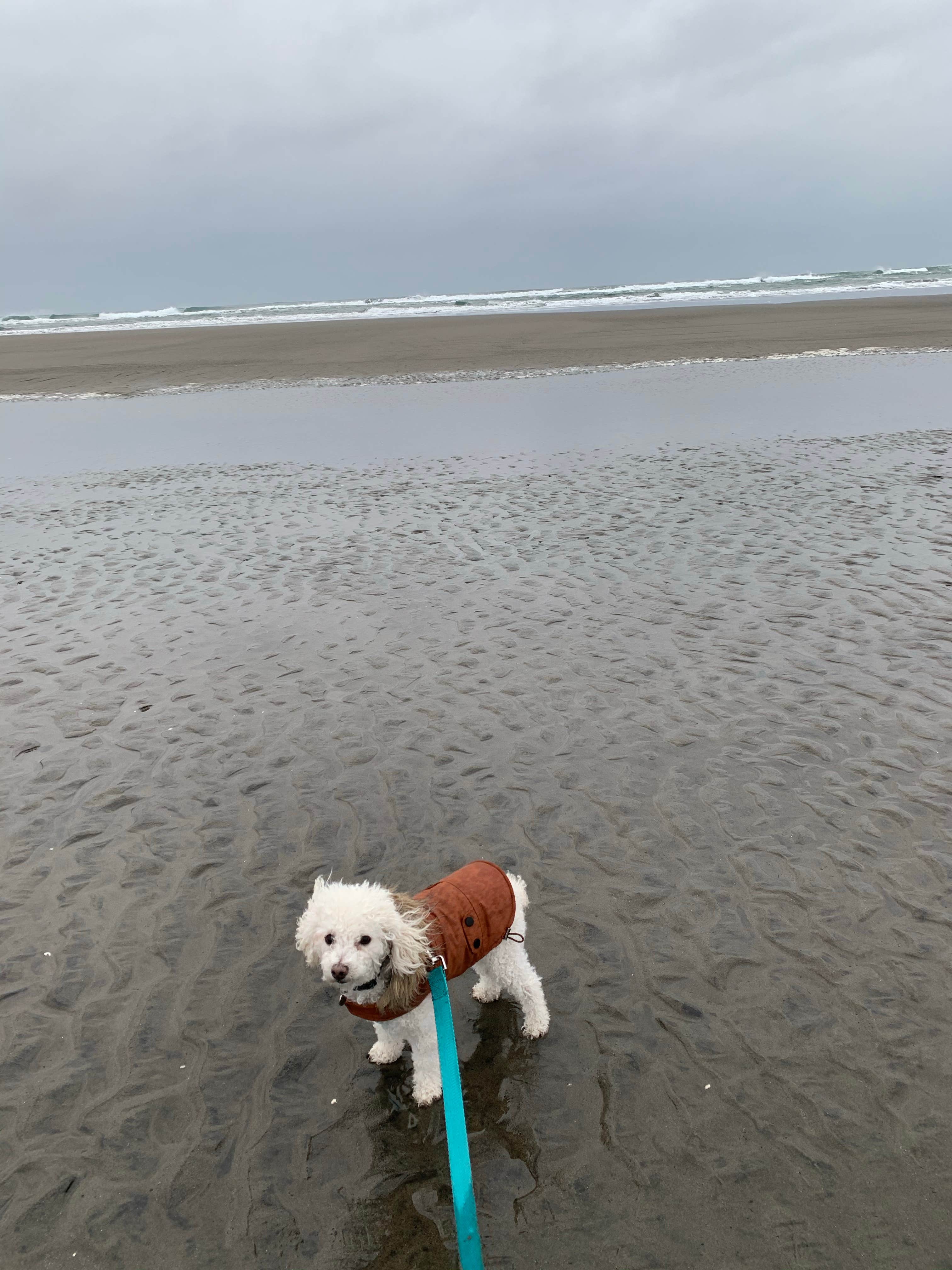Déborah T.'s photo of camping with pets at Fort Stevens State Park Campground near Raymond, WA