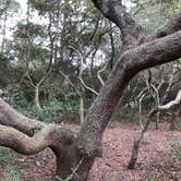 Review photo of Grayton Beach State Park Campground by Lee D., December 27, 2019