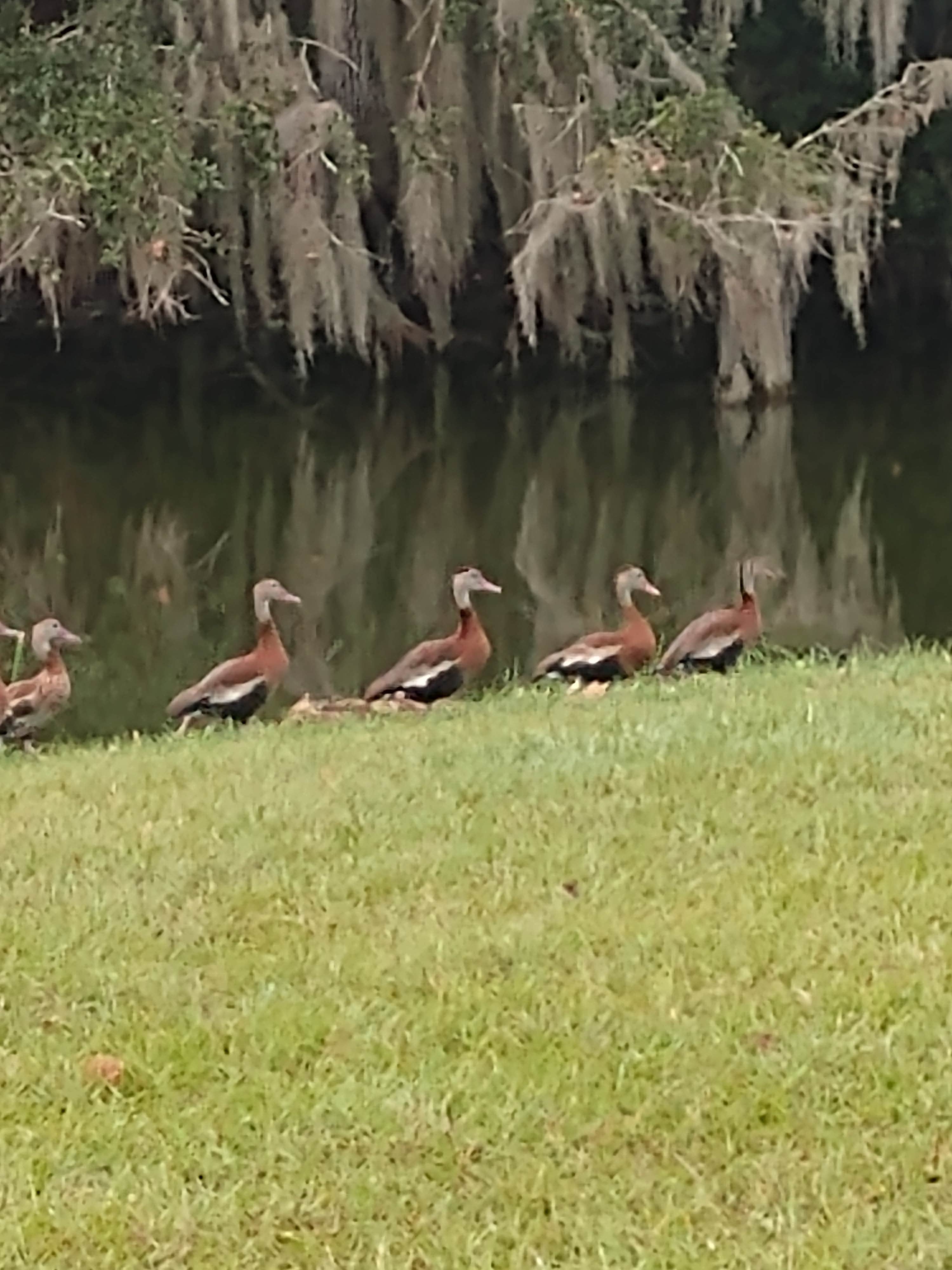 Camper submitted image from Saddle Creek Park and Campground - 2