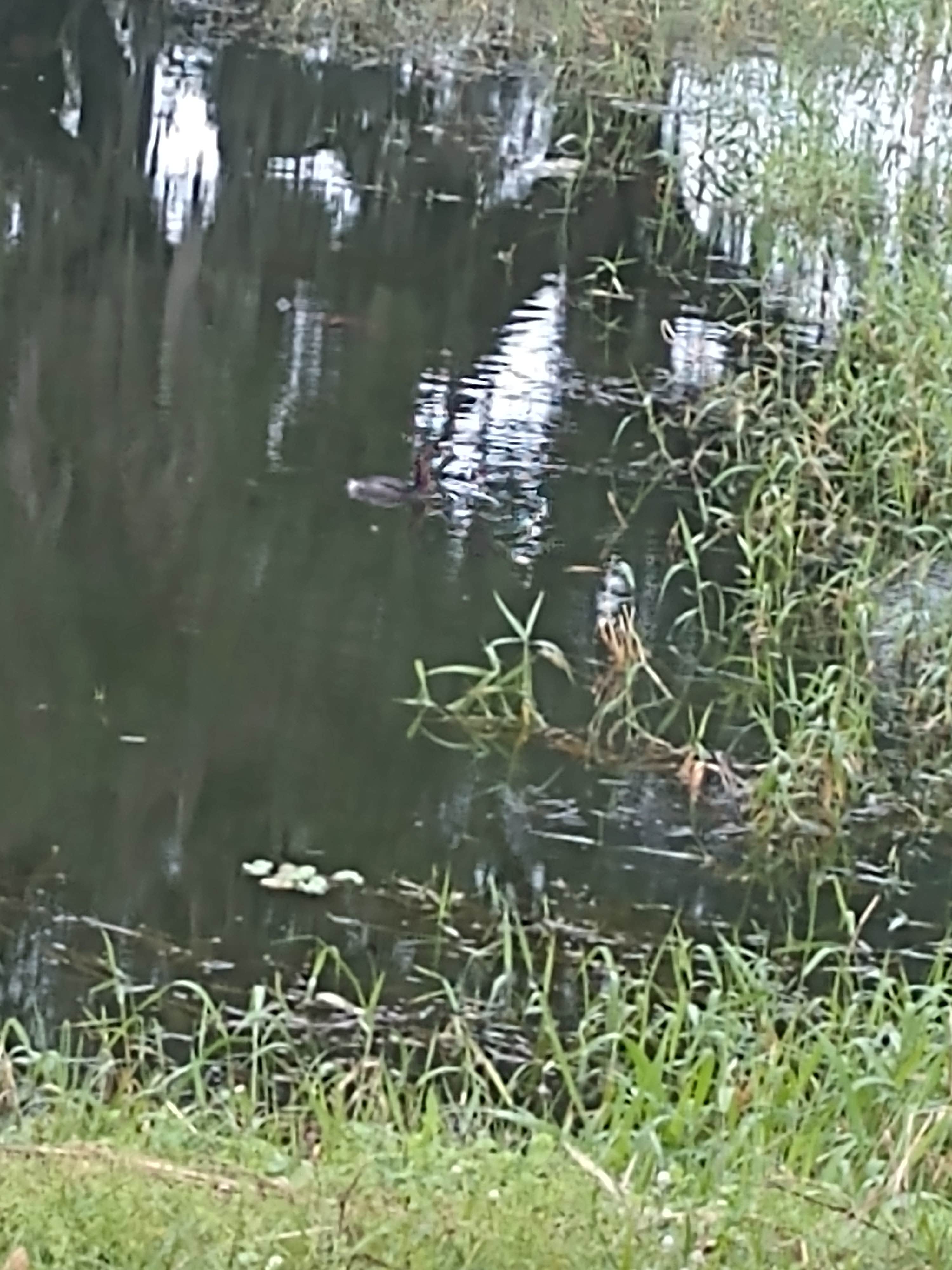 Camper submitted image from Saddle Creek Park and Campground - 4