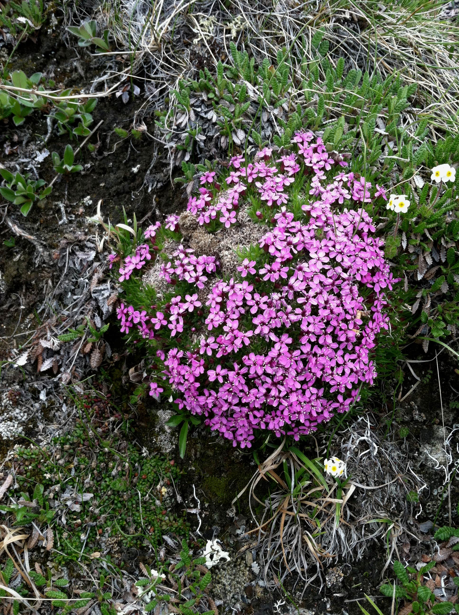 Camper-submitted photo at Sanctuary River Campground — Denali National Park near Denali National Park and Preserve