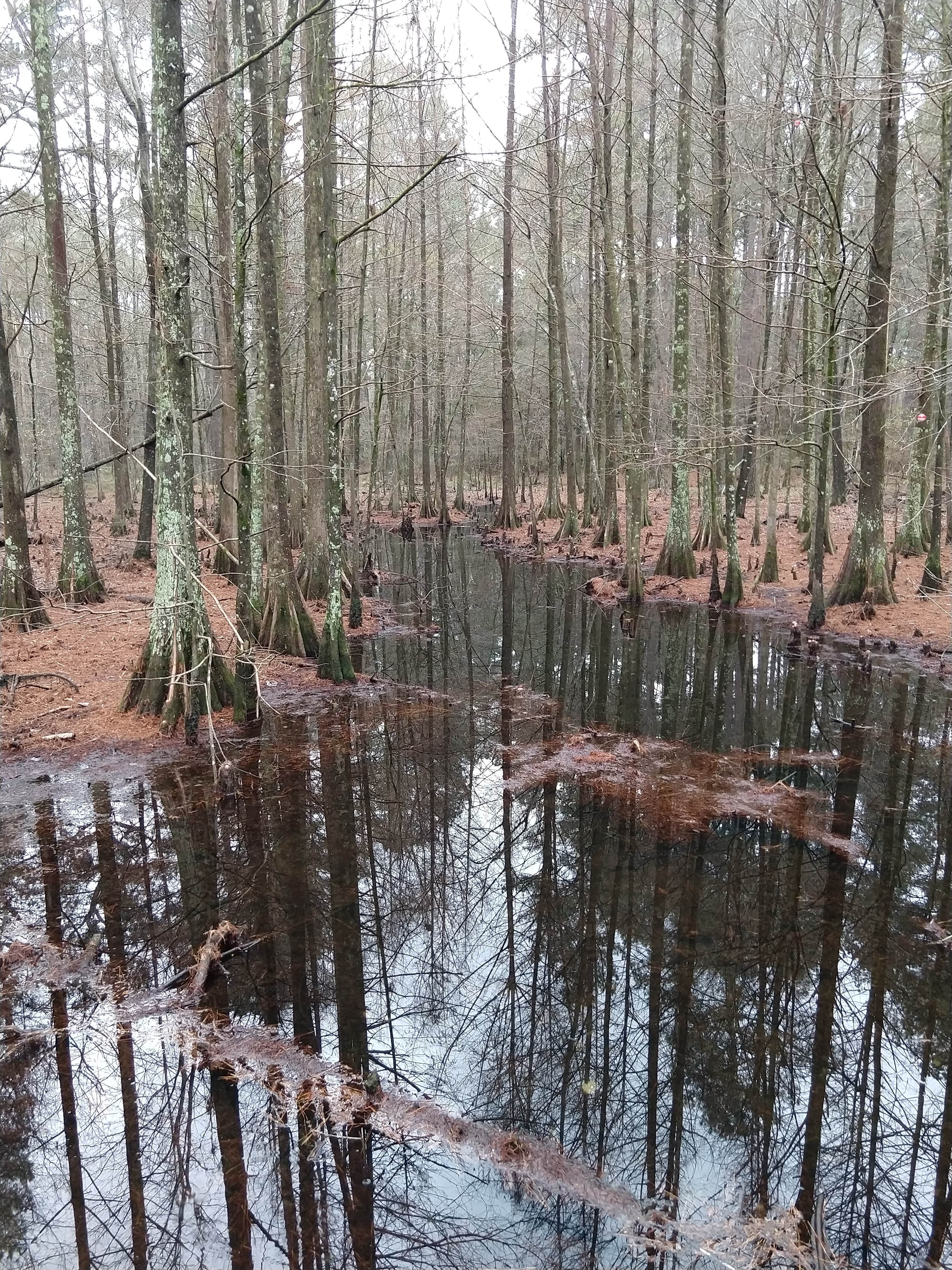 Camper-submitted photo at Stuart Complex near Lecompte, LA