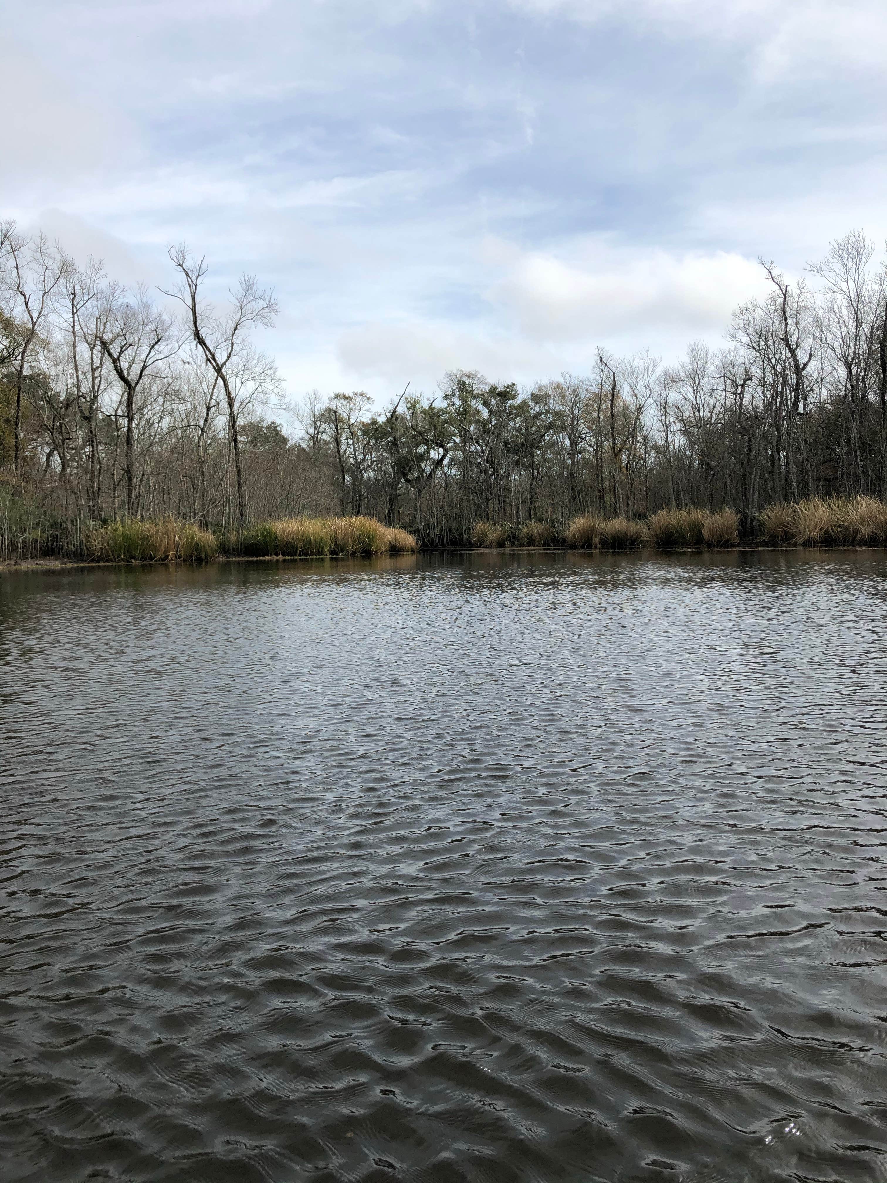 Camper submitted image from Palmetto Island State Park Campground - 3