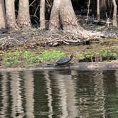 Review photo of Palmetto Island State Park Campground by Tara L., December 30, 2019