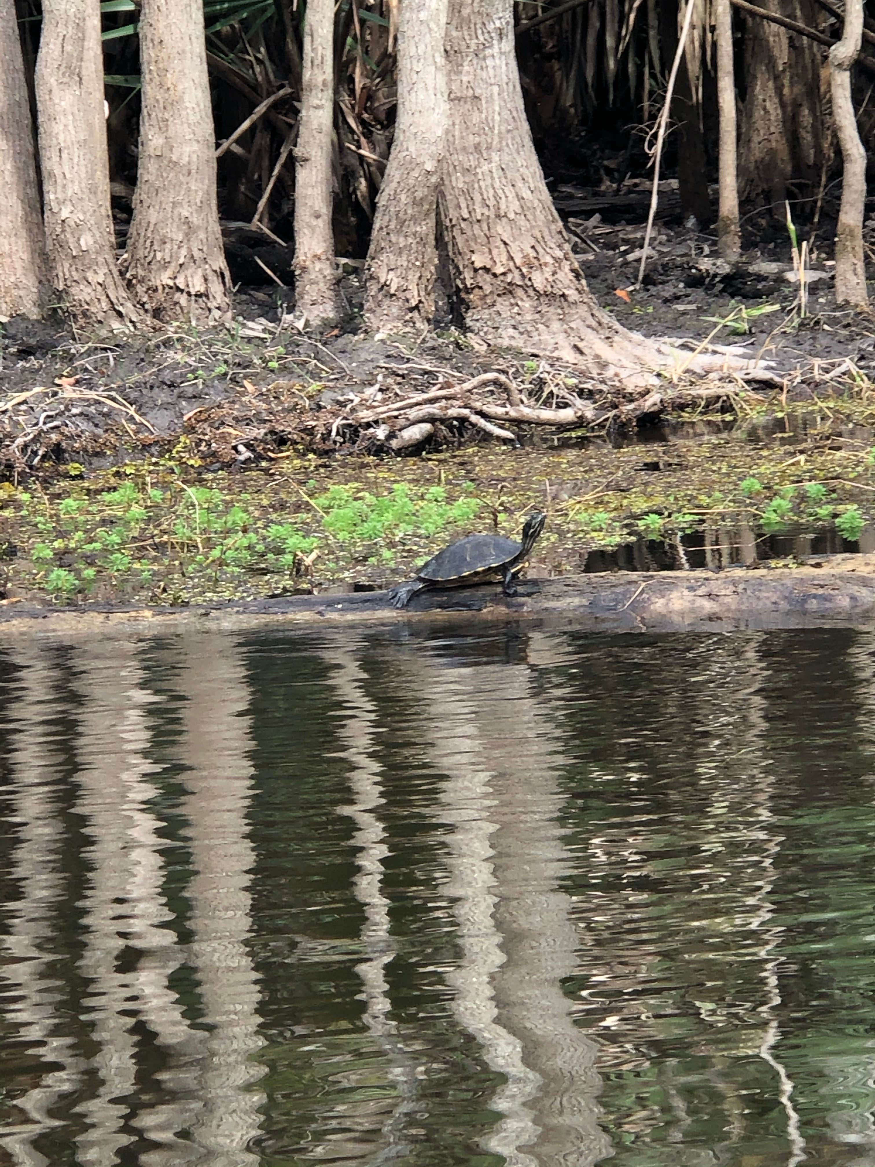 Camper submitted image from Palmetto Island State Park Campground - 4