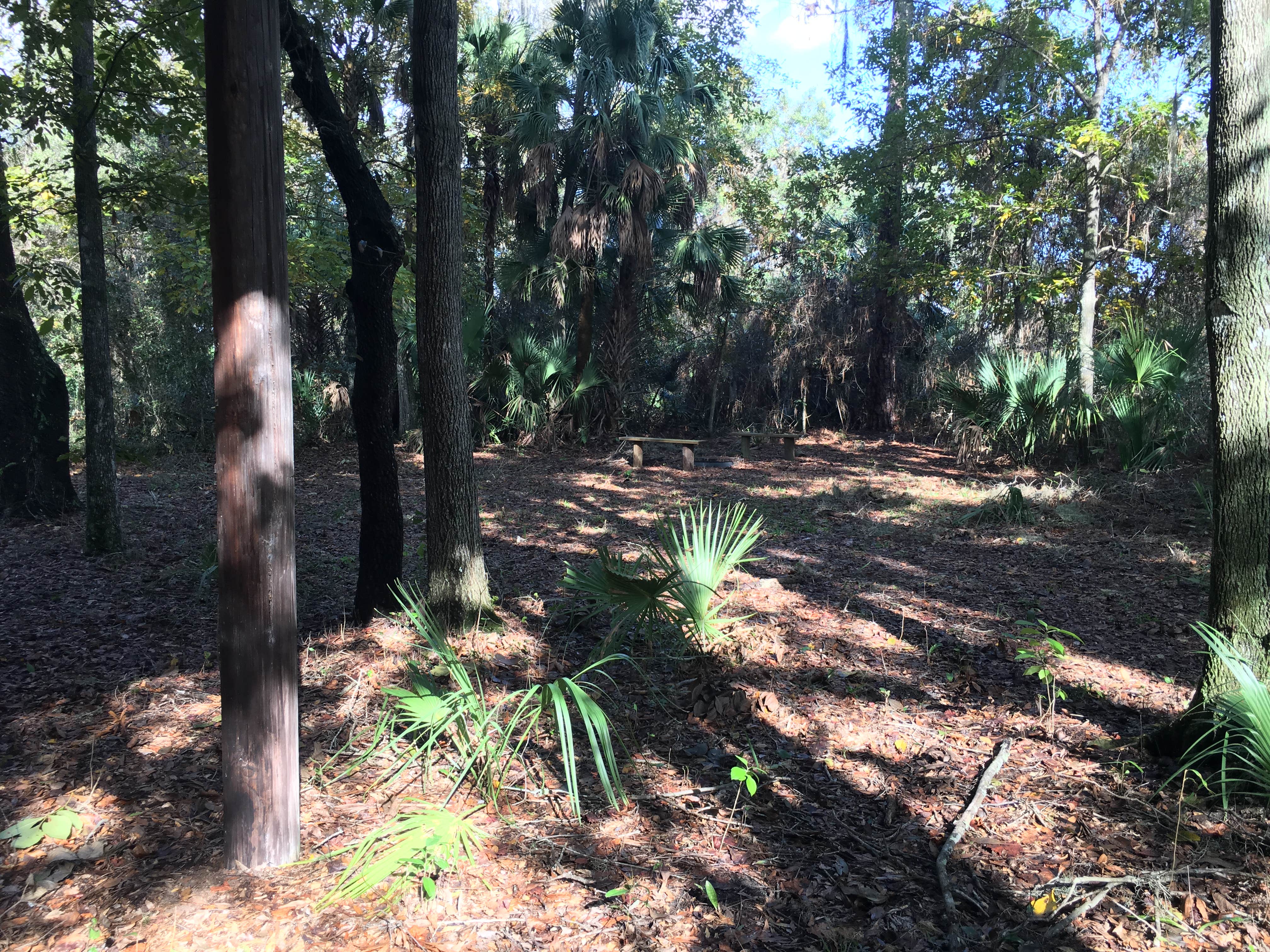 Camper-submitted photo at Sawgrass Island Preserve near Groveland, FL