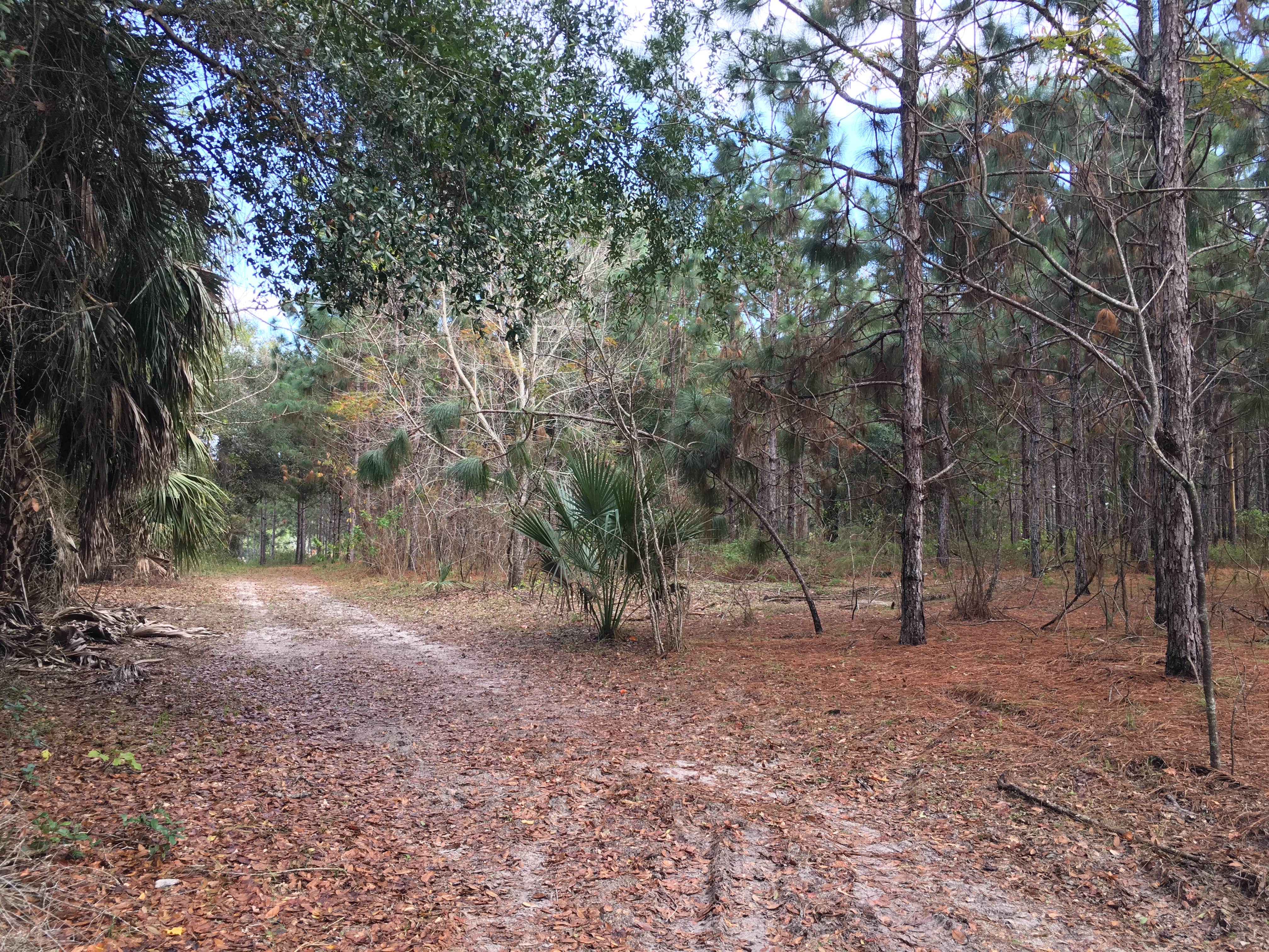 Camper-submitted photo at Sawgrass Island Preserve near Groveland, FL