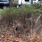 Review photo of Big Meadows Campground — Shenandoah National Park by Lee D., December 31, 2019