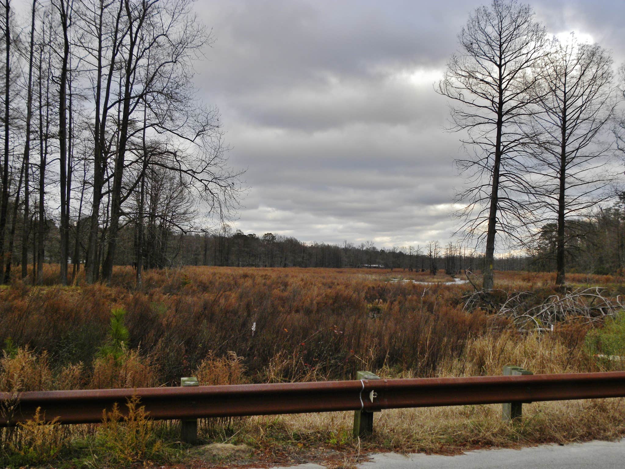 This is a view of the pond from the road.