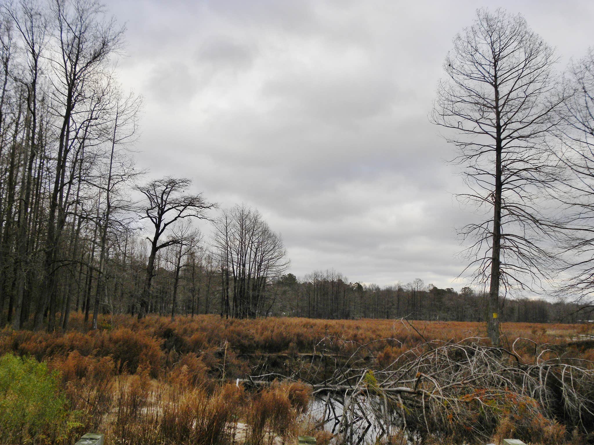 Camper submitted image from Maxwells Mill Campground - 5