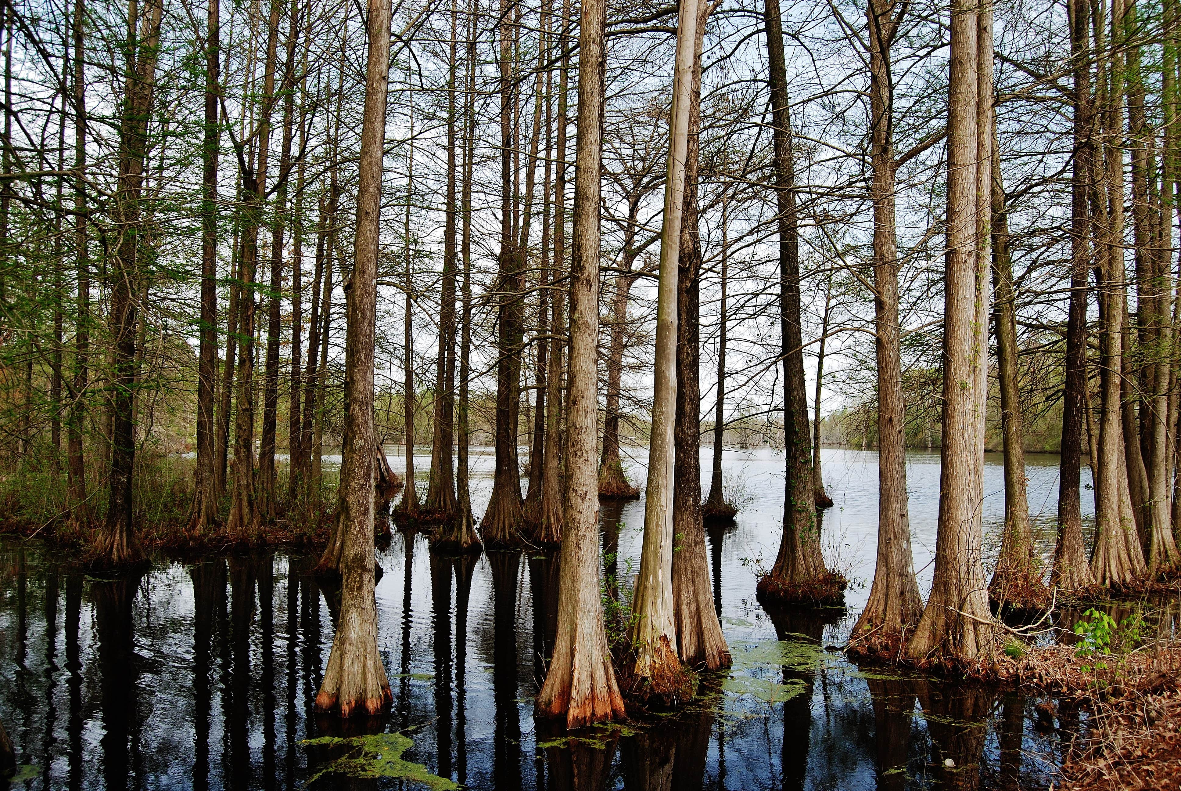 This is an old picture that I have of Maxwell Millpond BEFORE the dam broke.