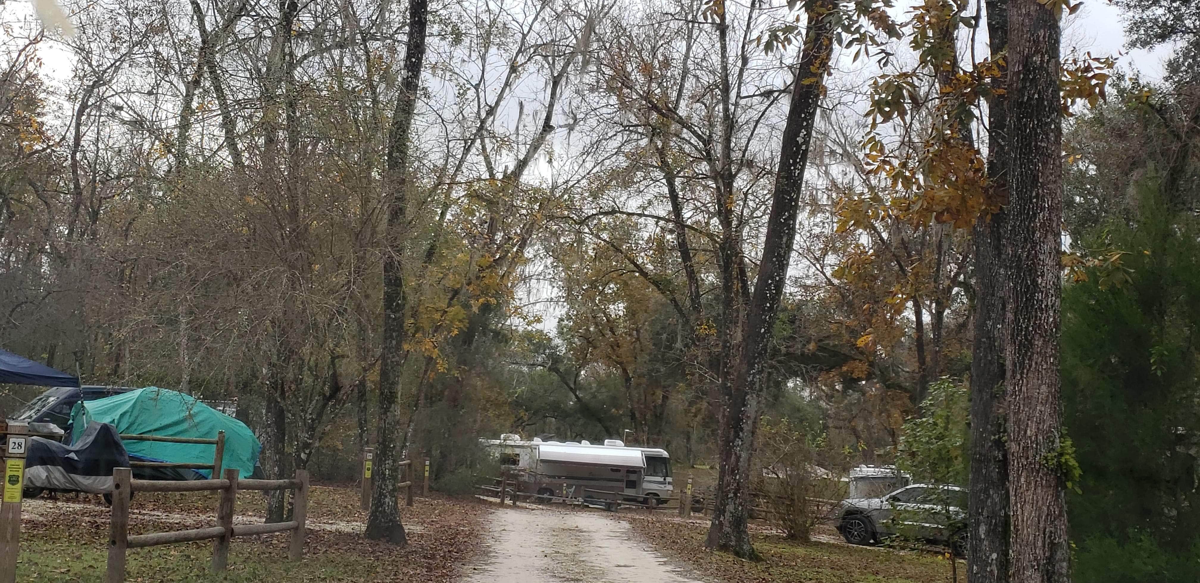 Lots of trees