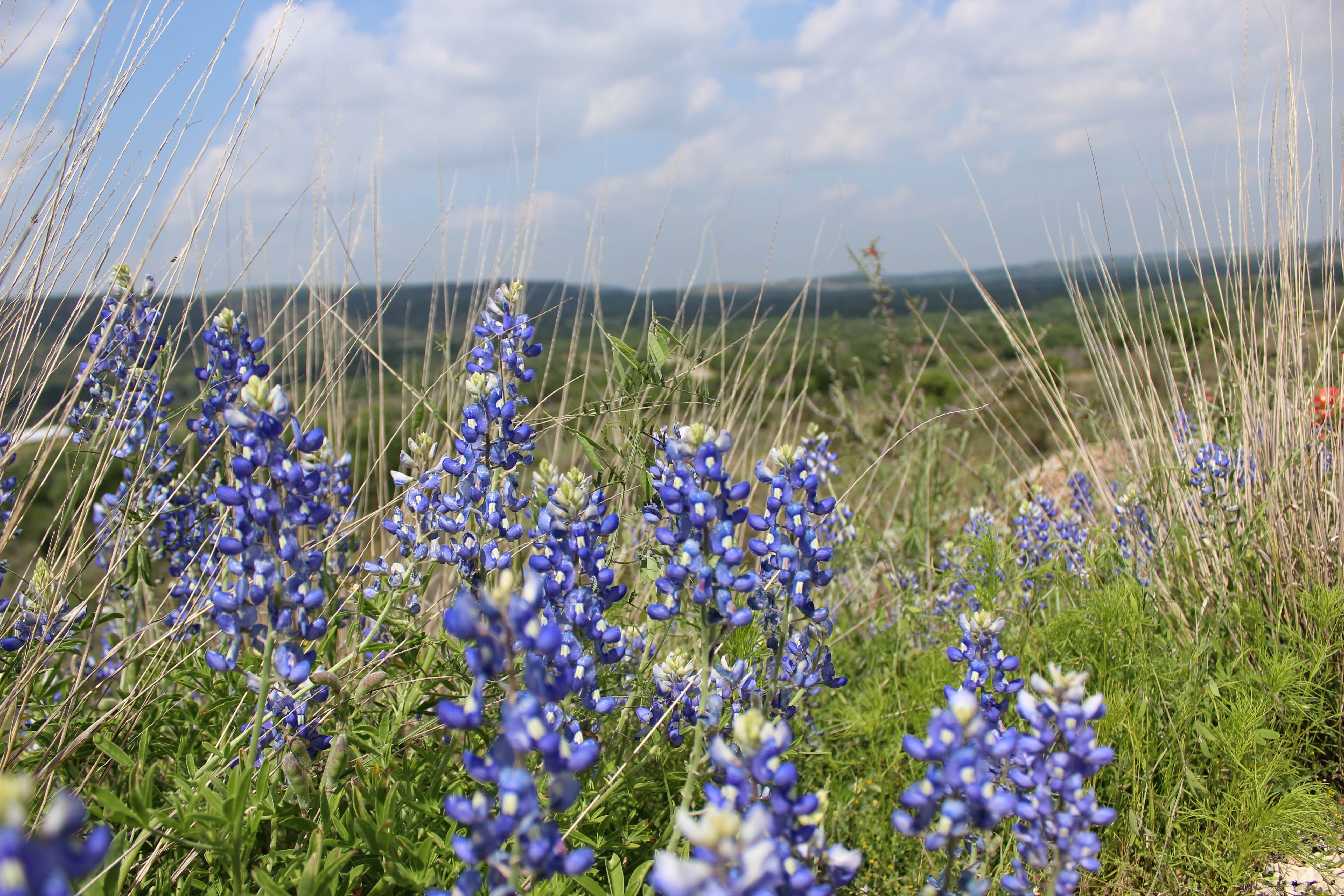 Camper-submitted photo at Lady Bird Johnson RV Park near Comfort, TX