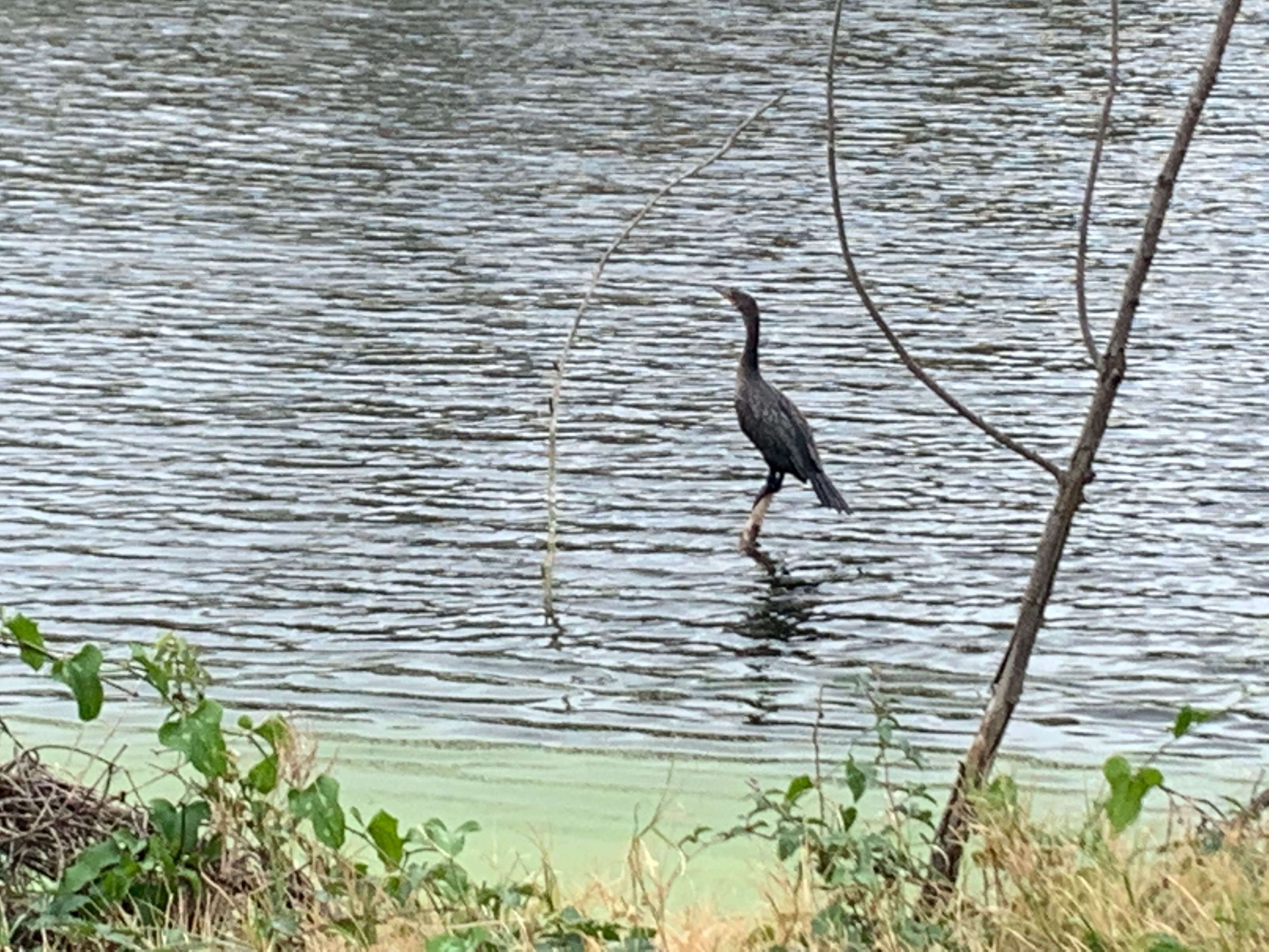 Crane