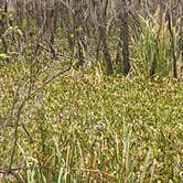 Review photo of Brazos Bend State Park Campground by Troy W., December 31, 2019