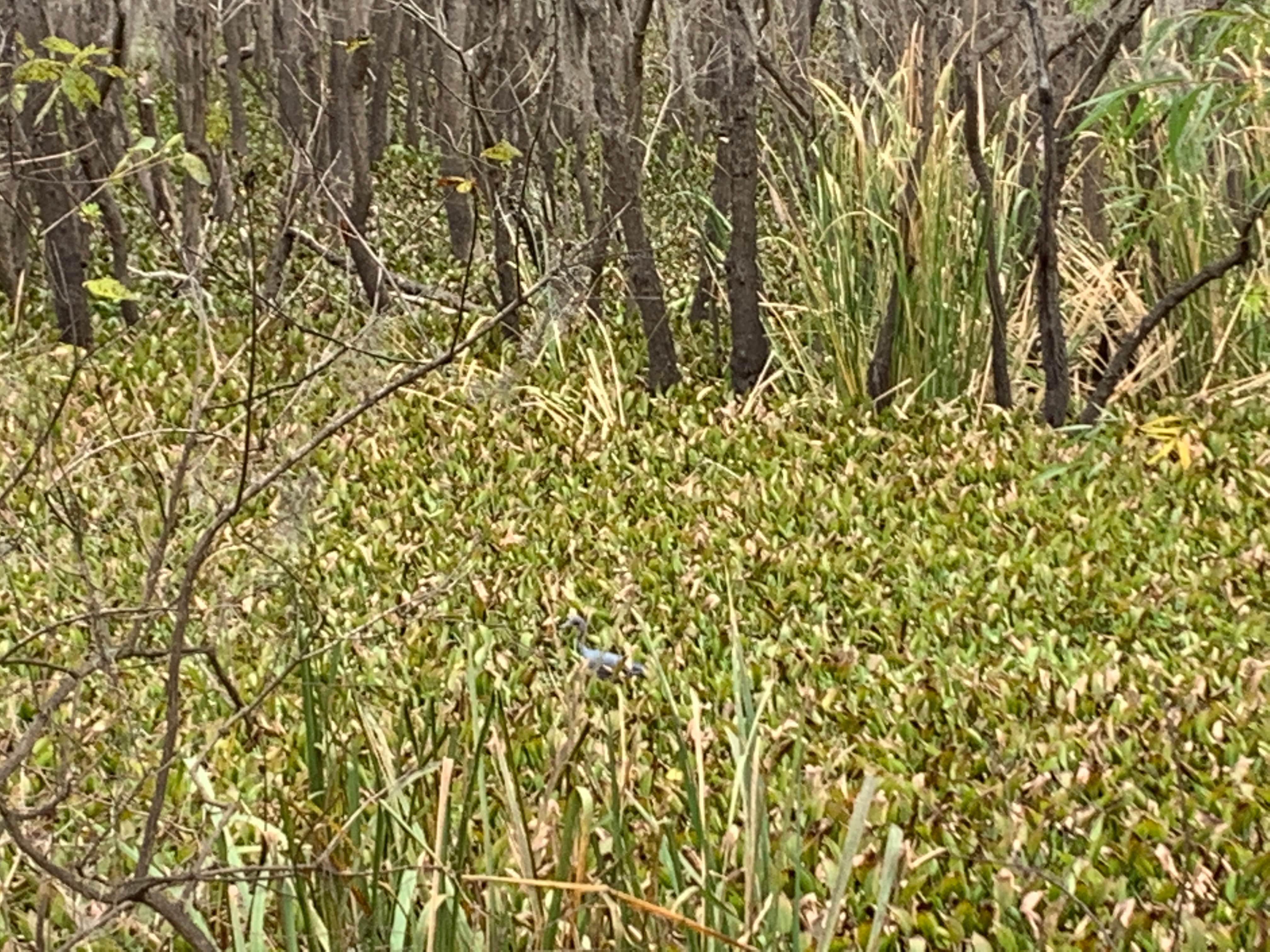Water fowl
