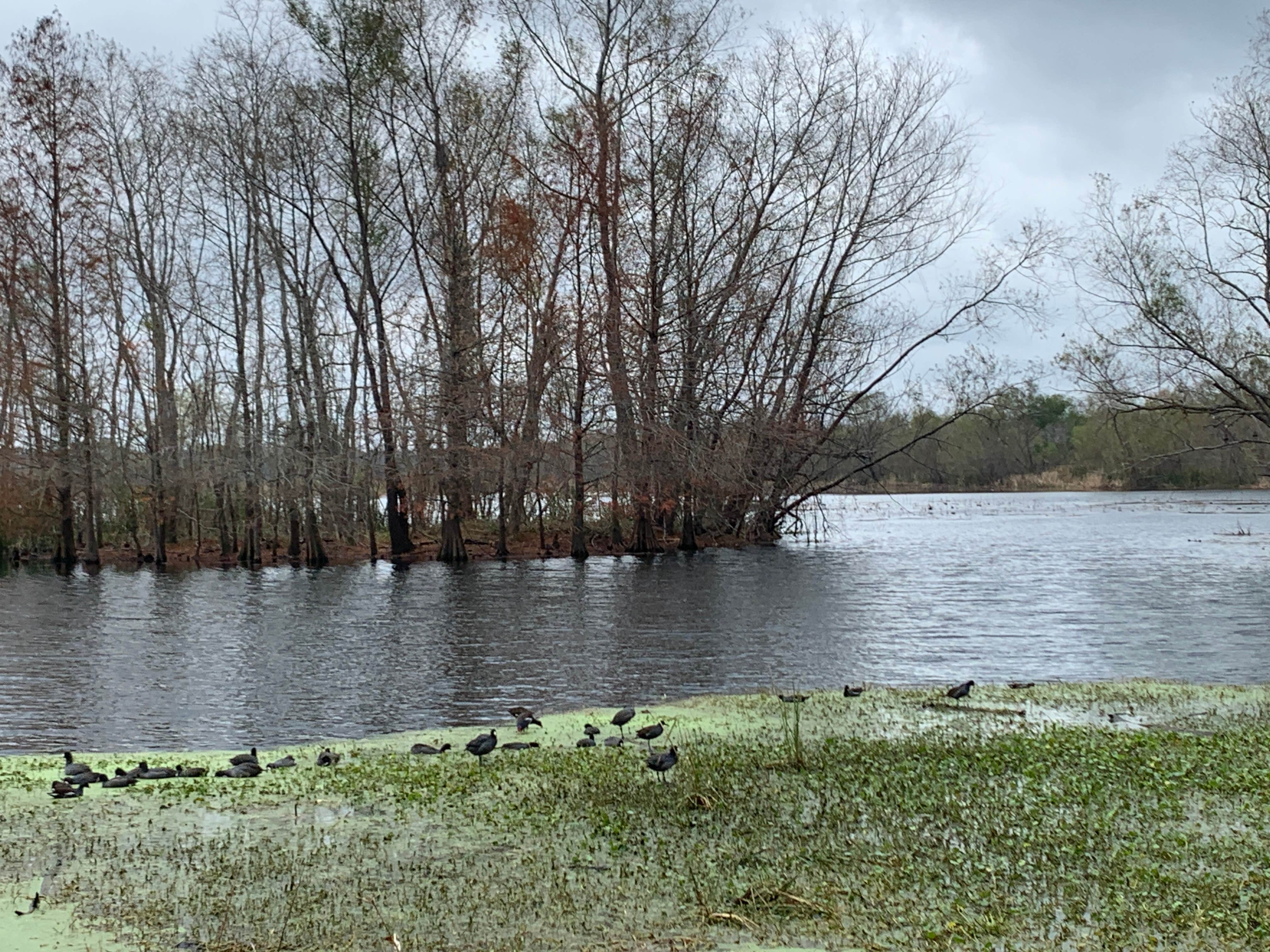 Water fowl
