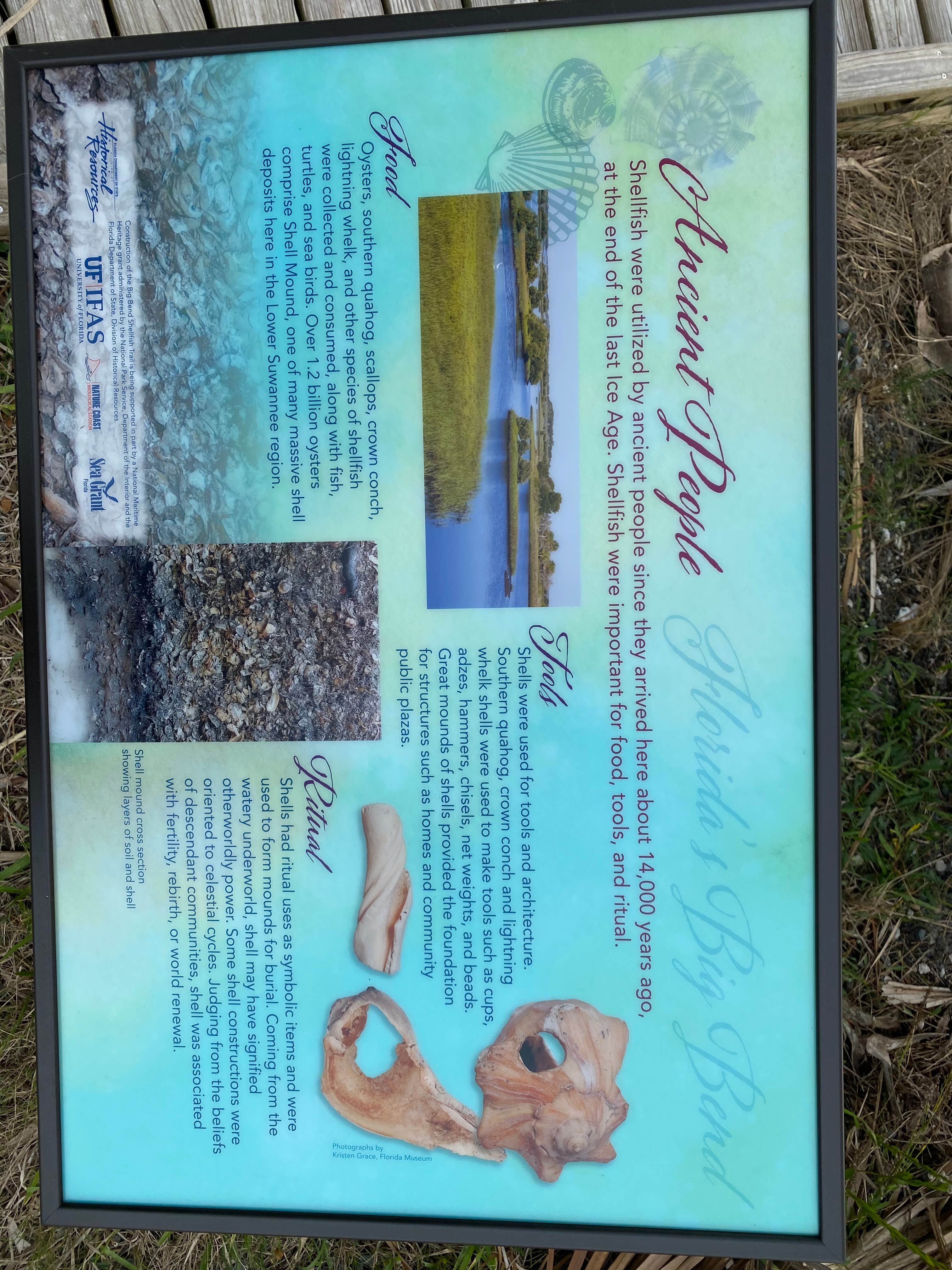 Camper submitted image from Shell Mound Campground - 5