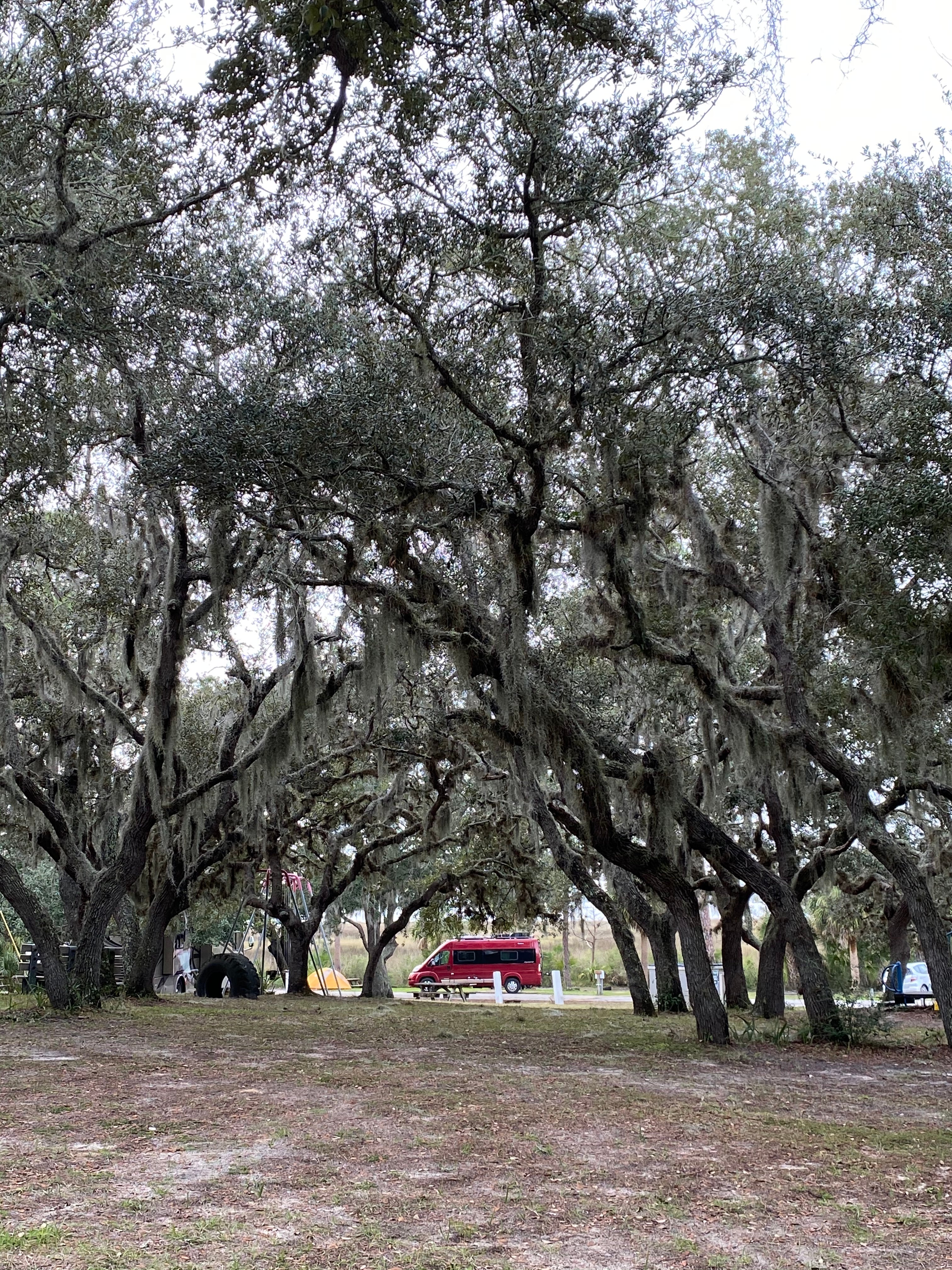 Cool live oaks in the campground