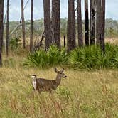 Review photo of Ochlockonee River State Park Campground by Annie C., January 1, 2020