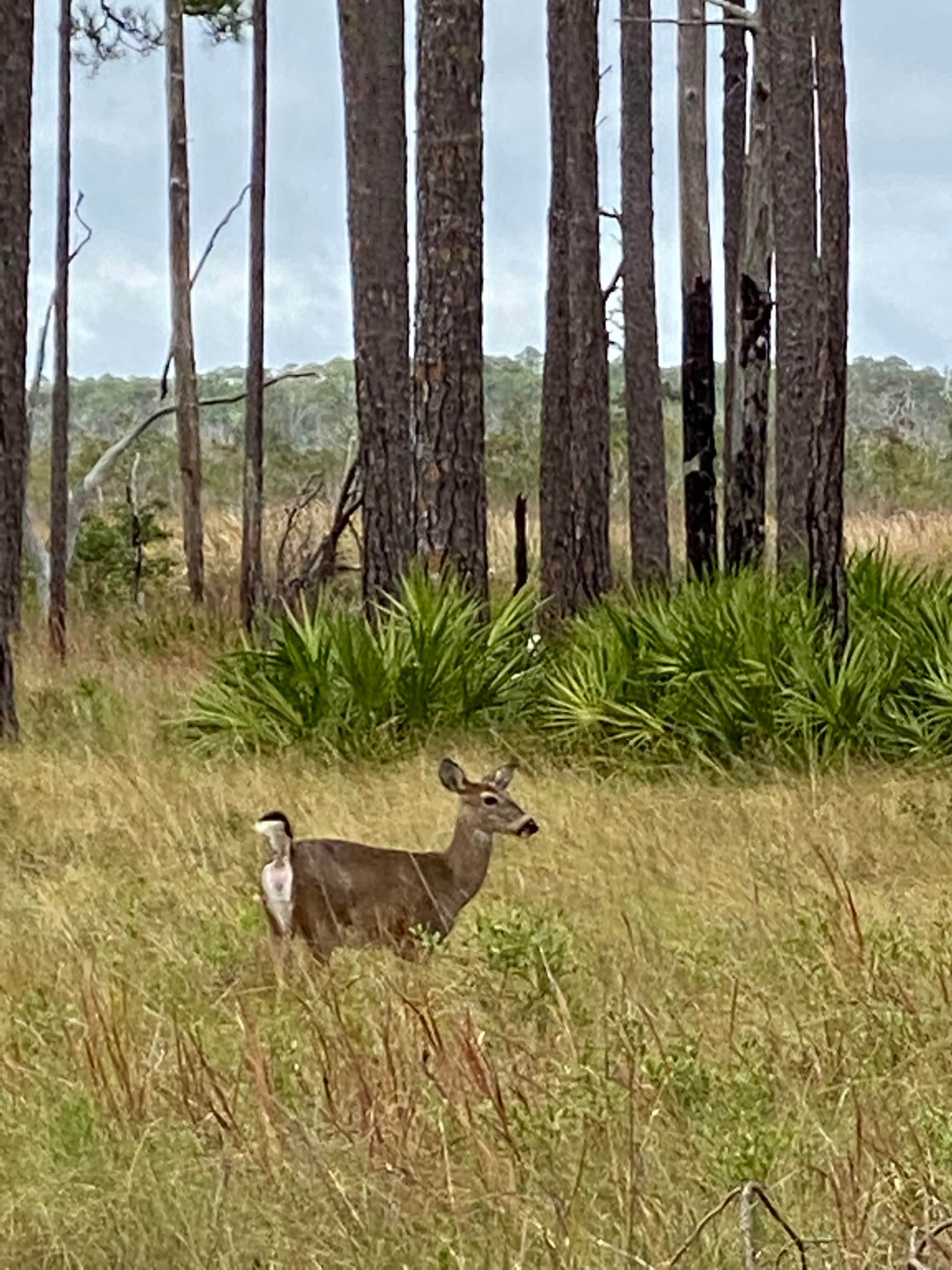 Camper submitted image from Ochlockonee River State Park Campground - 4