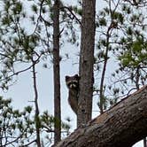 Review photo of Ochlockonee River State Park Campground by Annie C., January 1, 2020