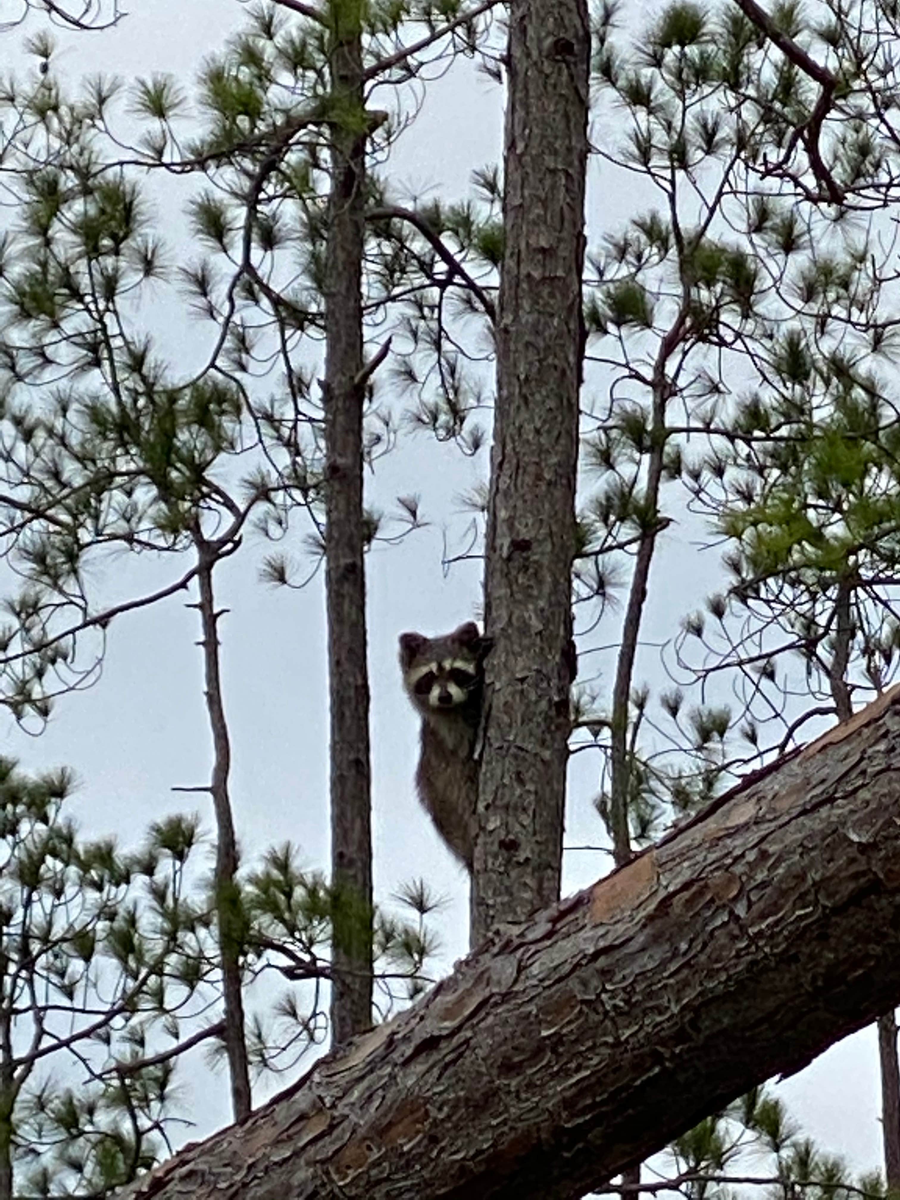 Camper submitted image from Ochlockonee River State Park Campground - 2