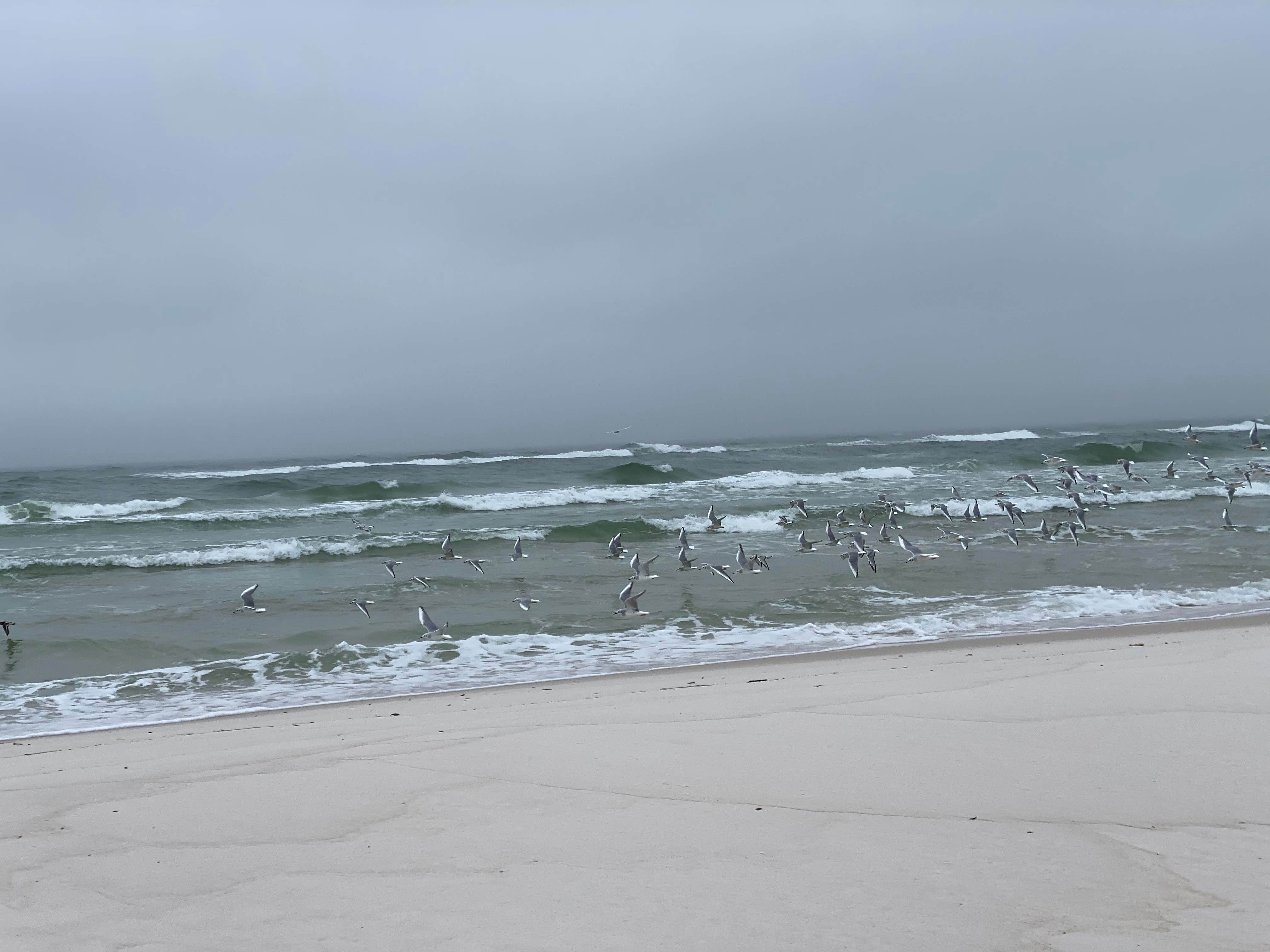 Sandpipers playing above the waves