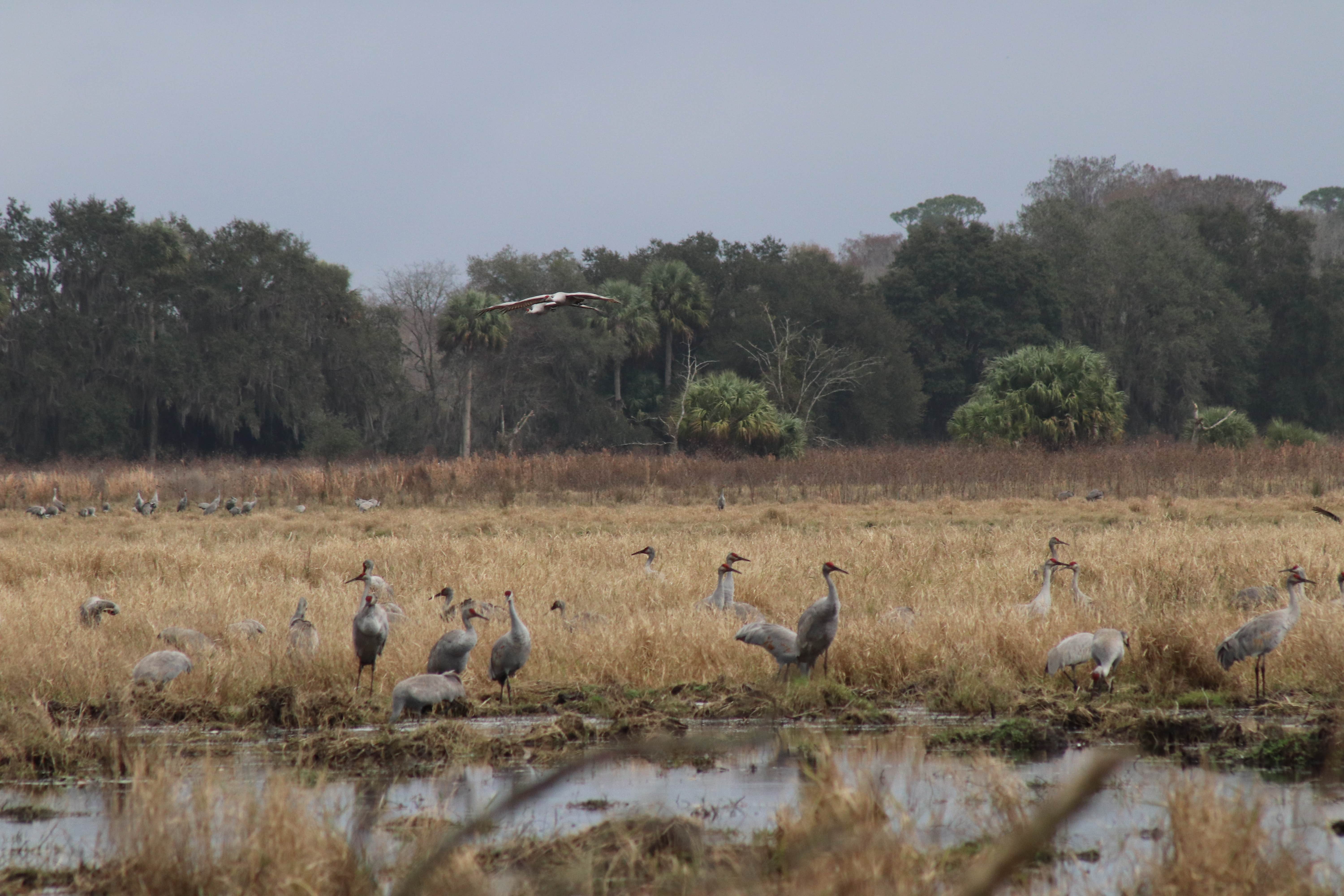 Camper-submitted photo at Paynes Prairie Preserve State Park Campground near Welaka, FL