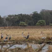 Review photo of Paynes Prairie Preserve State Park Campground by Annie C., January 1, 2020