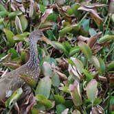 Review photo of Paynes Prairie Preserve State Park Campground by Annie C., January 1, 2020