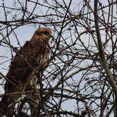 Review photo of Paynes Prairie Preserve State Park Campground by Annie C., January 1, 2020