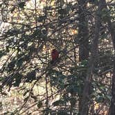 Review photo of Village Creek State Park Campground by Holly C., January 4, 2020