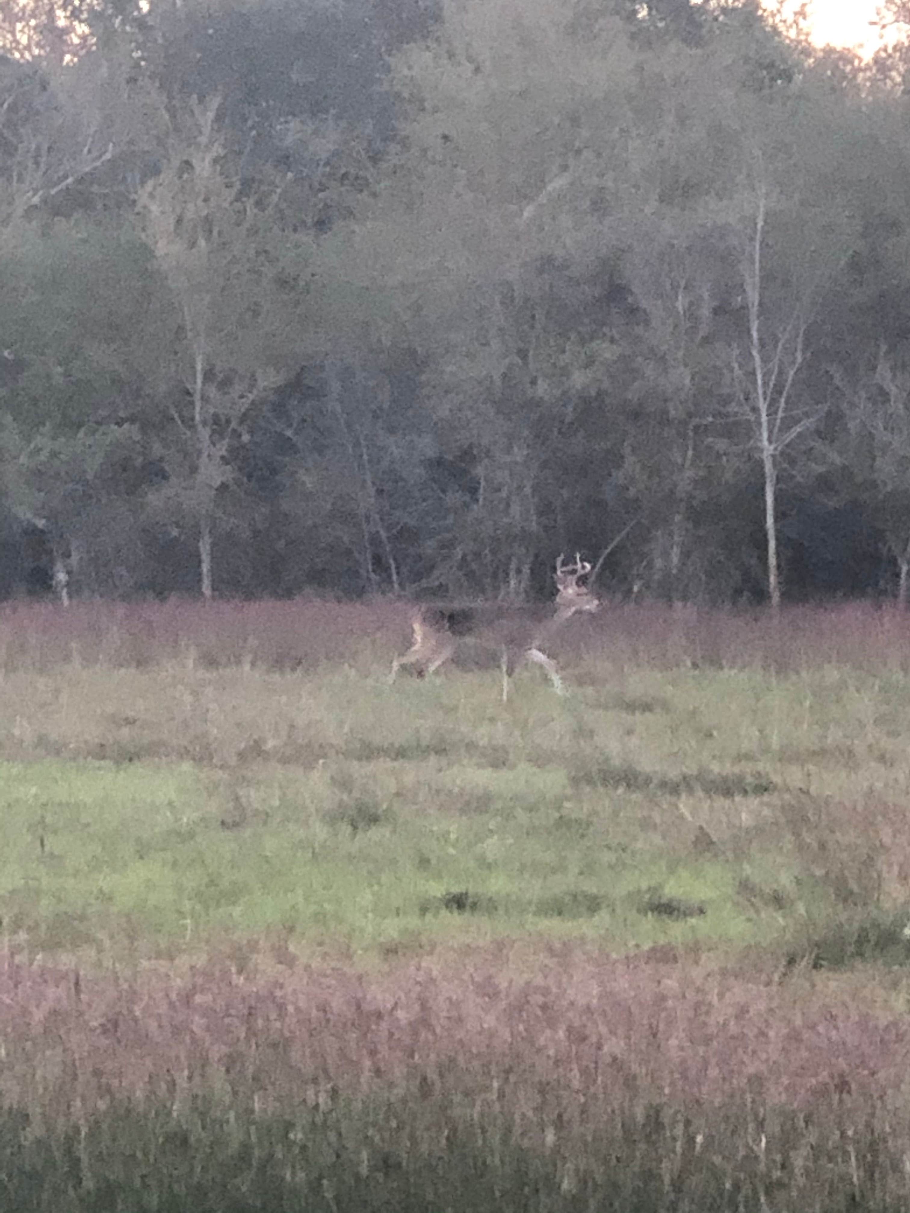 Camper submitted image from Brackenridge Park & Campground - 4