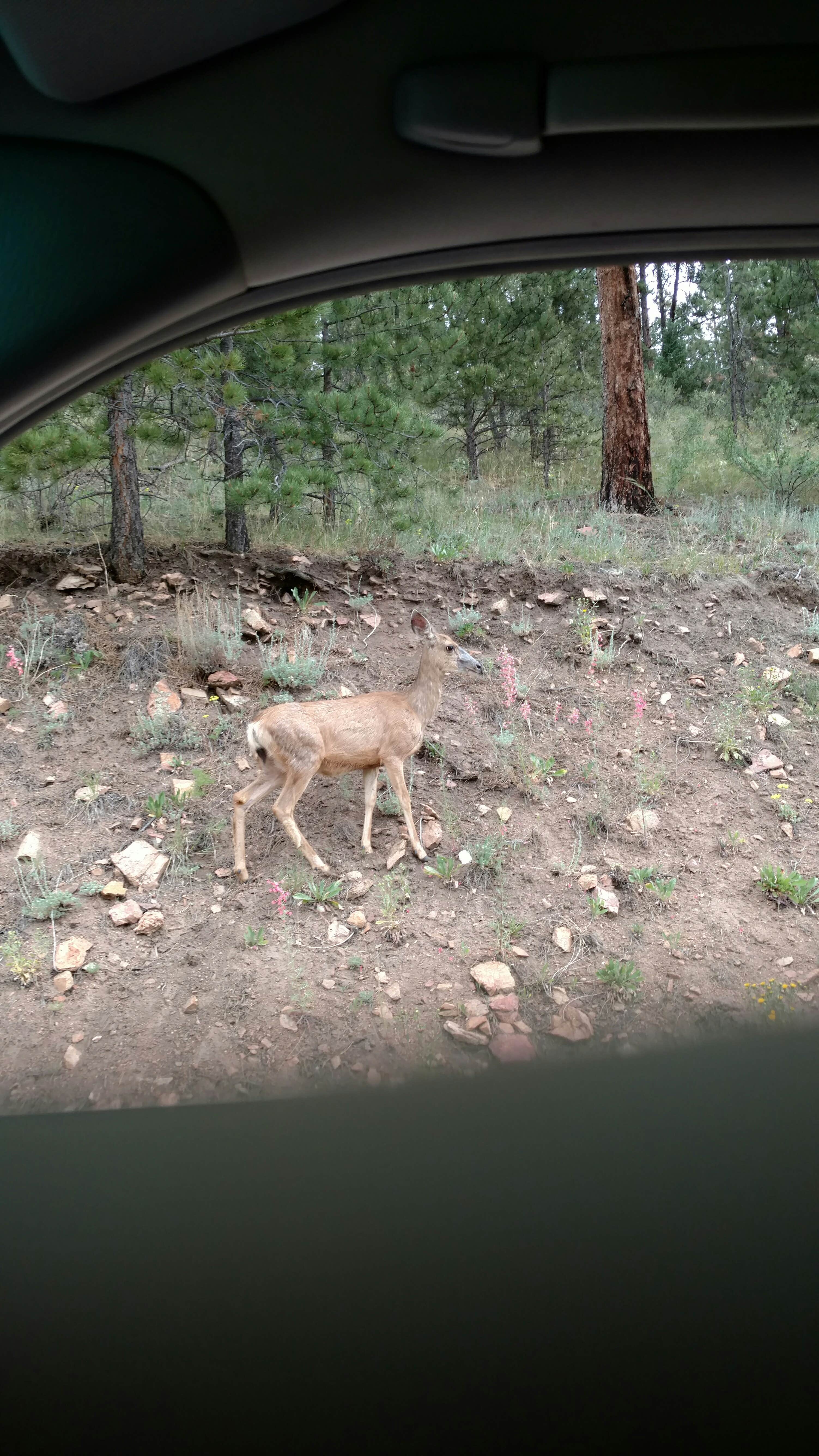 Camper-submitted photo at Osprey near Buffalo Creek, CO