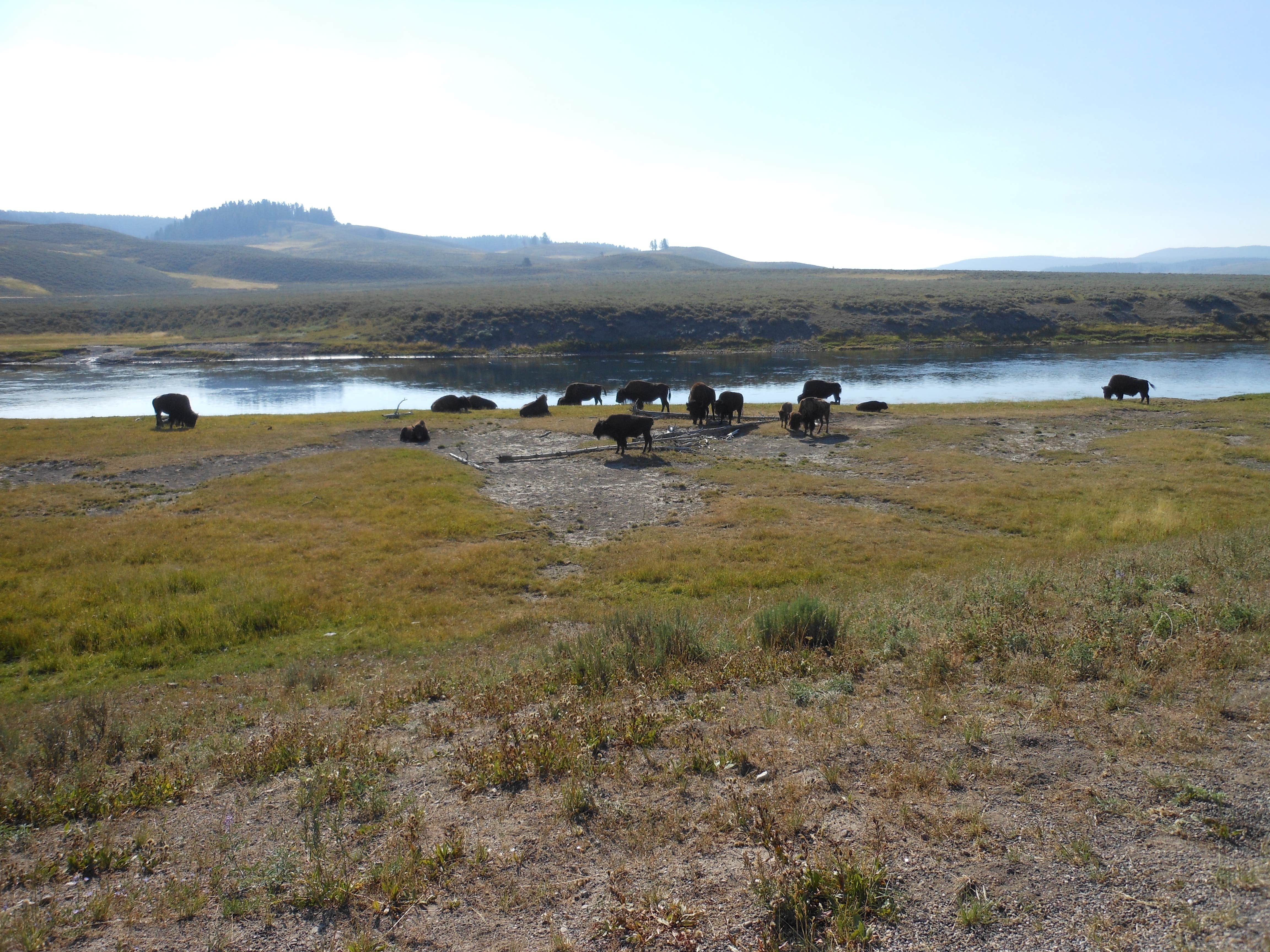 Camper submitted image from Fishing Bridge RV Park--Yellowstone National Park - 2