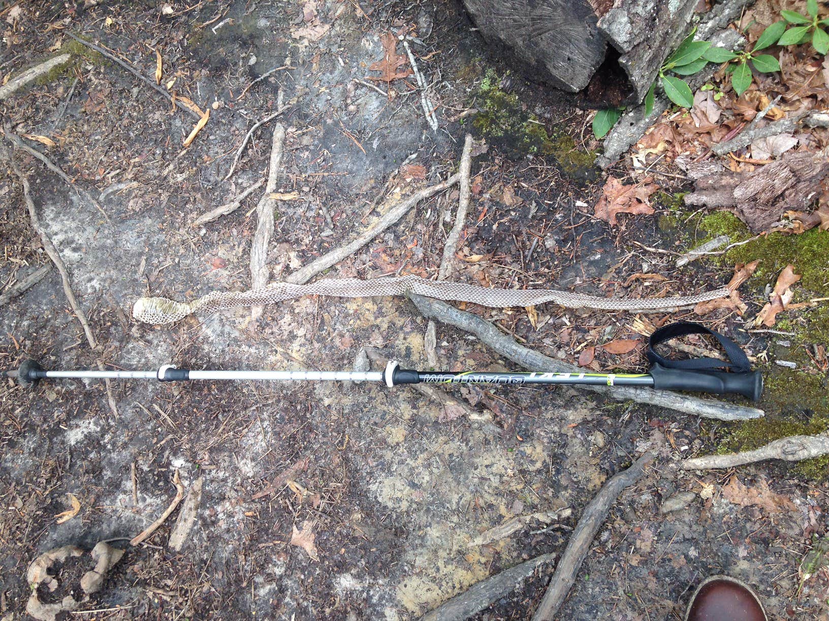 A pretty good sized "trail buddy" shed his skin...he must be growing!