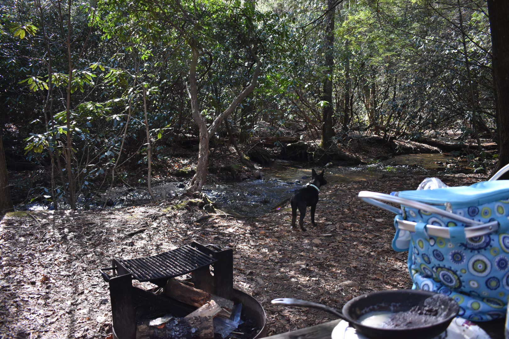 Claire M.'s photo of camping with pets at Vogel State Park Campground near Marble, NC