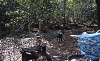 Claire M.'s photo of camping with pets at Vogel State Park Campground near Chattahoochee-Oconee National Forest