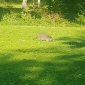 Review photo of Giant City State Park Campground by Erin R., January 11, 2020