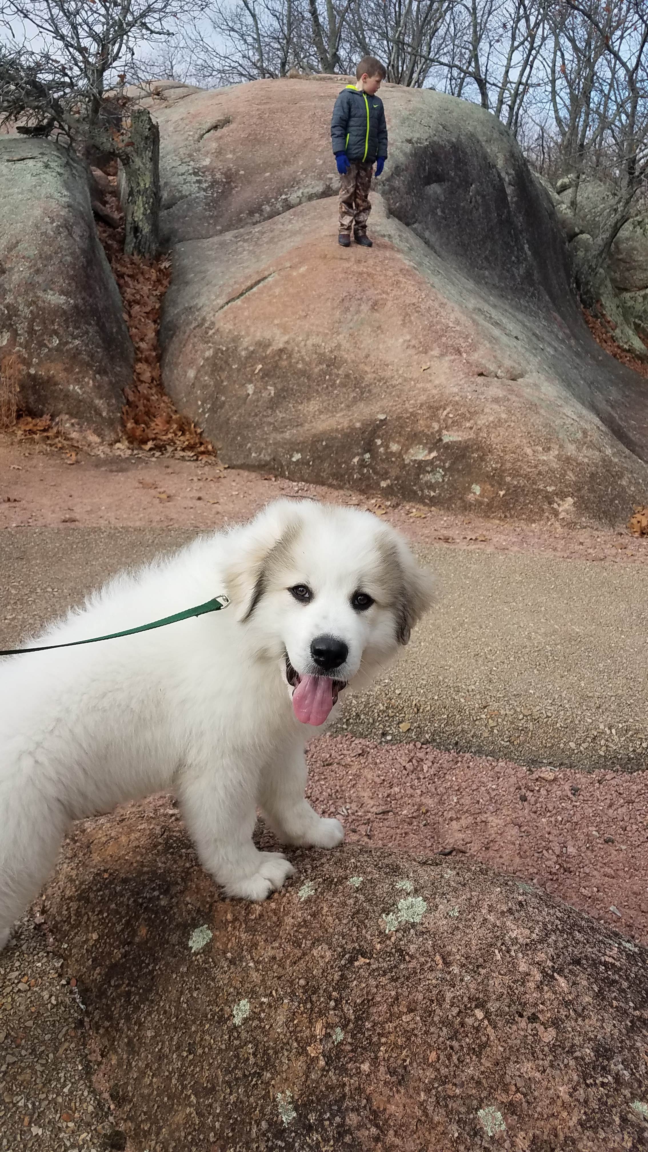 Erin R.'s photo of camping with pets at Johnson's Shut-Ins State Park near Pilot Knob, MO