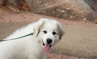 Erin R.'s photo of camping with pets at Johnson's Shut-Ins State Park near Pilot Knob, MO