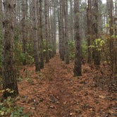 Review photo of Sand Ridge State Forest by Silas  H., January 12, 2020