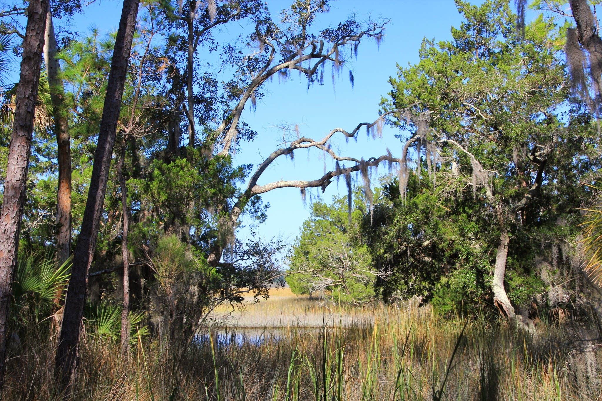 Camper submitted image from Skidaway Island State Park Campground - 2