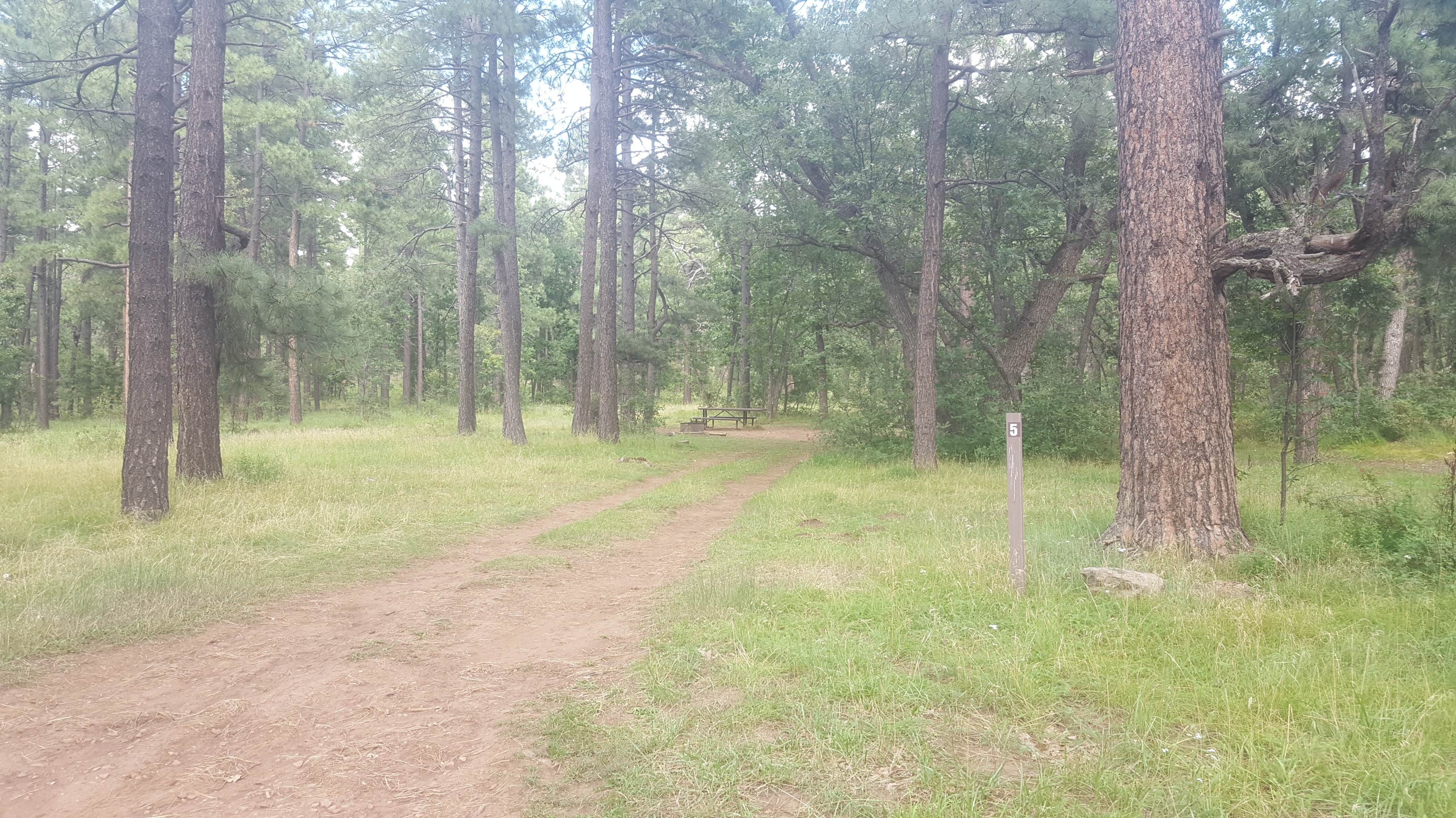 This is campground 5. It's a pull in but a few hundred feet off the loop. There is a picnic table and a metal fire pit.