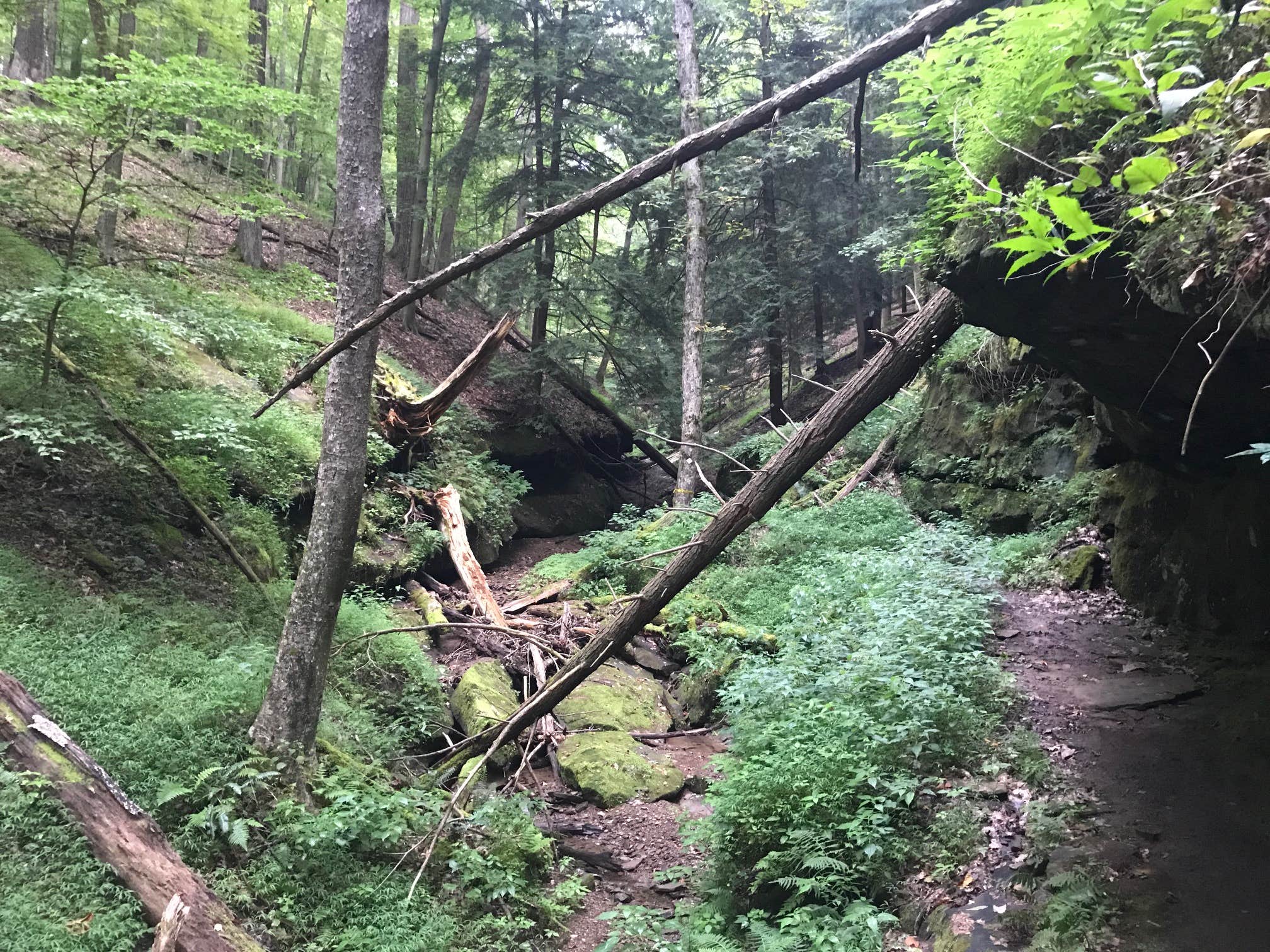 Camper submitted image from River Run Campground — North Bend State Park - 2