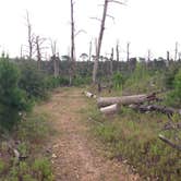 Review photo of Bastrop State Park Campground by Dmitri W., June 29, 2016