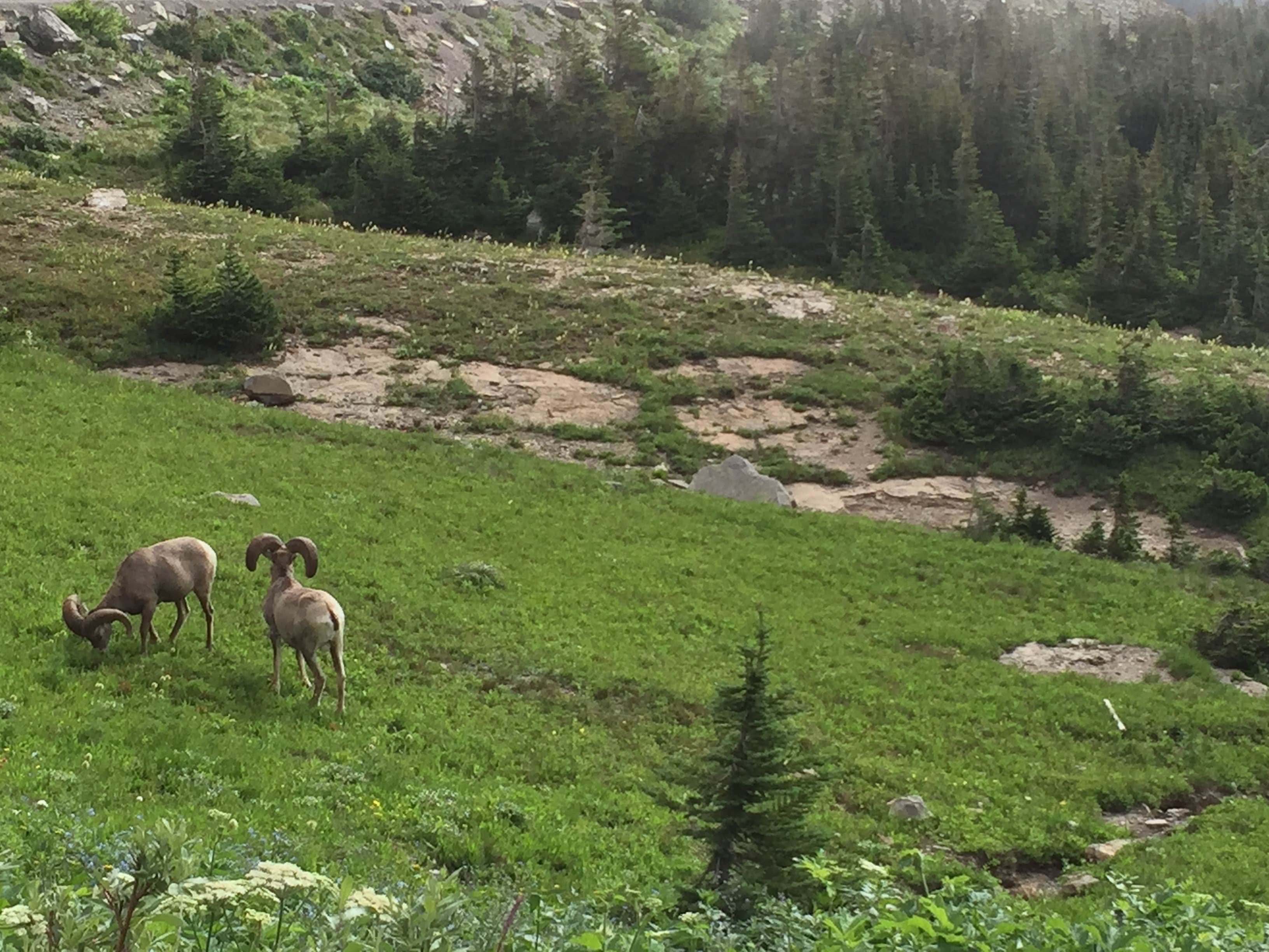 Camper submitted image from Glacier Campground - 2