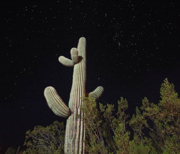 Night Sky at Organ Pipe Cactus National Monument with a saguaro.



The night skies are spectacular here!

Credit: NPS Photo