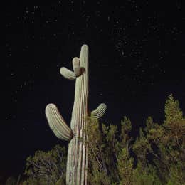 Twin Peaks Campground — Organ Pipe Cactus National Monument